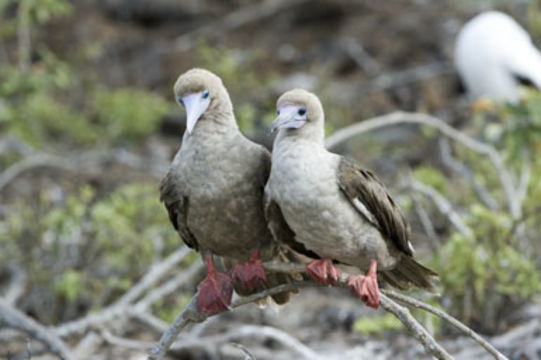 Image of Red-footed Booby