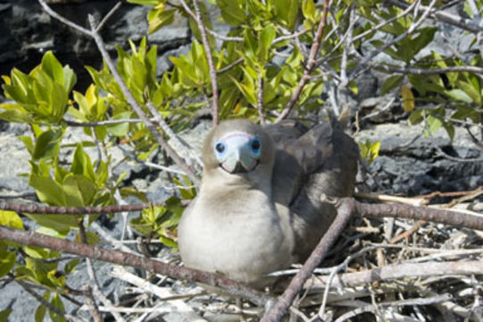 Image of Red-footed Booby