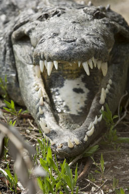 Imagem de Crocodylus acutus (Cuvier 1807)