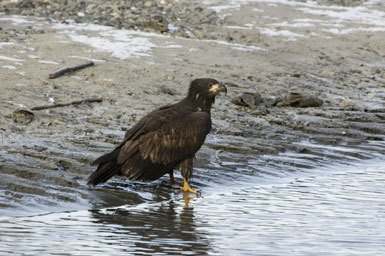 Imagem de Haliaeetus leucocephalus (Linnaeus 1766)