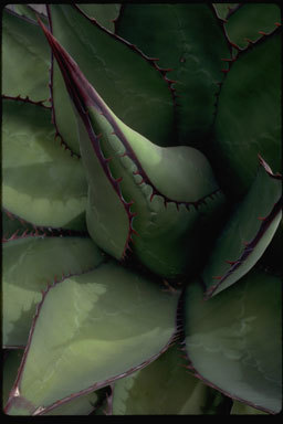 Image of Century Plant or Maguey