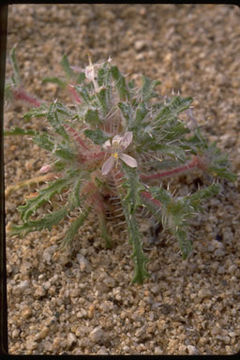 Image of Schott's calico