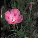 Imagem de Clarkia gracilis (Piper) A. Nels. & J. F. Macbr.