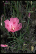 Imagem de Clarkia gracilis (Piper) A. Nels. & J. F. Macbr.