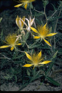 Image of giant blazing star