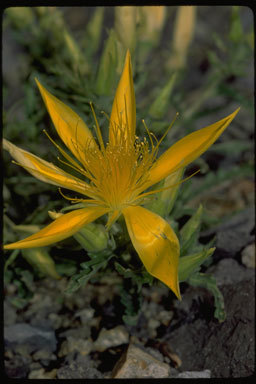 Image of giant blazing star