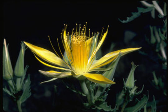 Image of giant blazing star