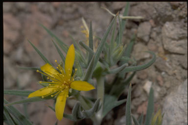 Image of Torrey's blazingstar