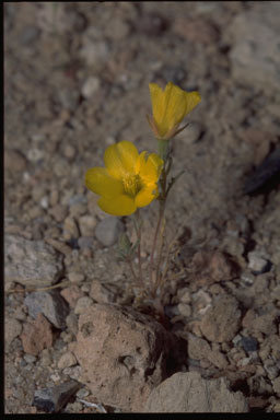 Image of shining blazingstar