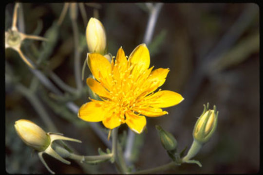 Image of Adonis blazingstar