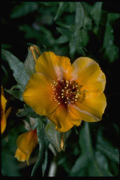 Image of Lindley's blazingstar