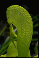 Image of California pitcherplant