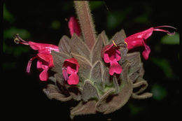 Imagem de Salvia spathacea Greene