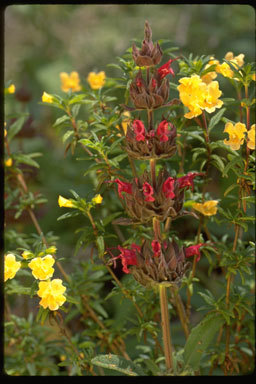 Imagem de Salvia spathacea Greene