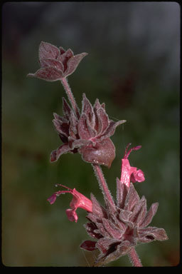 Imagem de Salvia spathacea Greene