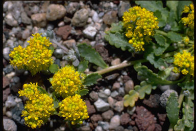 Image of yellow pepperweed