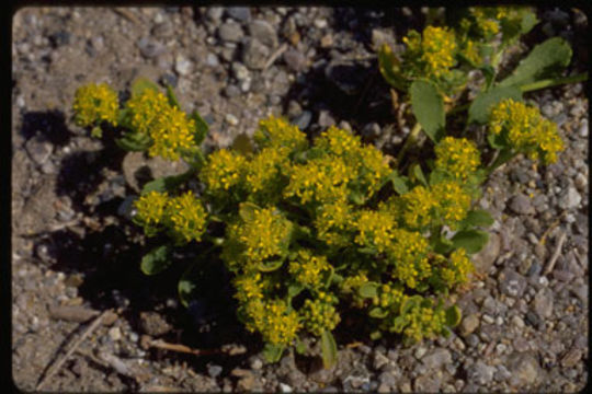 Image of yellow pepperweed