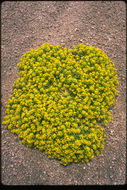Image of yellow pepperweed