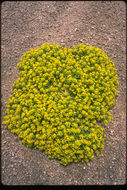 Imagem de Lepidium flavum Torr.