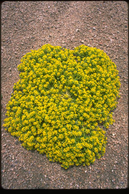 Image of yellow pepperweed