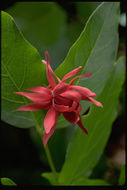 Image de Calycanthus occidentalis Hook. & Arn.