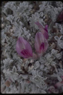 Image of Ash Meadows milkvetch