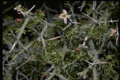 Image of spiny menodora