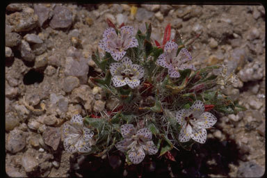 Image of Great Basin langloisia