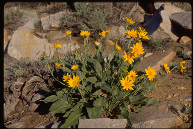 Image of arrowleaf balsamroot