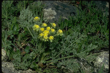 Image of common lomatium