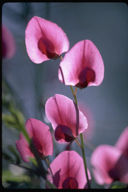 Image of Everlasting pea