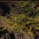 <i>Acmispon procumbens</i>的圖片