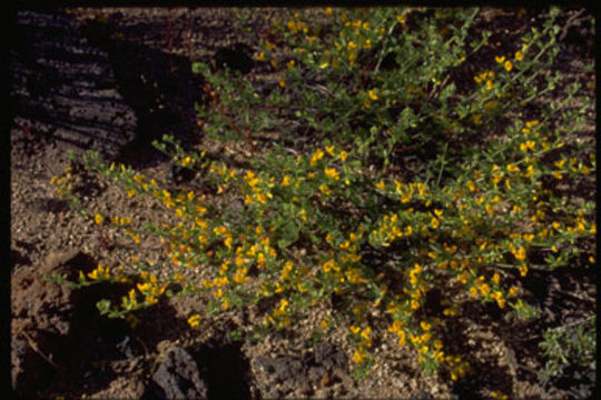 Image of <i>Acmispon procumbens</i>