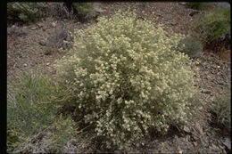 Sivun Lepidium fremontii S. Watson kuva