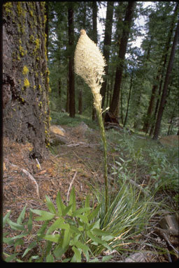 صورة Xerophyllum tenax (Pursh) Nutt.