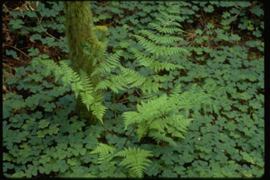 Image of common ladyfern