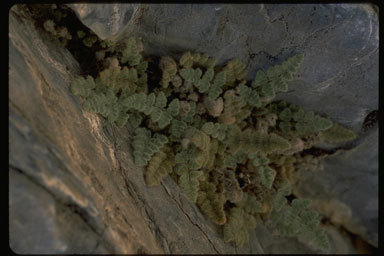 Image of <i>Cheilanthes parryi</i>