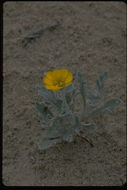 Image of woolly desert marigold