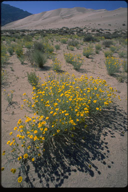 Image of woolly desert marigold