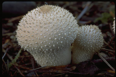 Imagem de Lycoperdon perlatum Pers. 1796