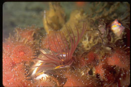 Image of Giant Acorn Barnacle