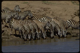 Image of Grant's zebra