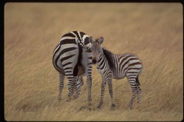 Image of Grant's zebra