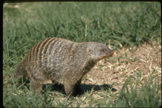 Image of Banded Mongoose