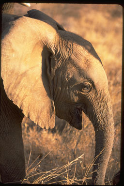 Image of African bush elephant