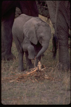 Image of African bush elephant