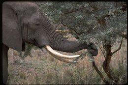 Image of African bush elephant