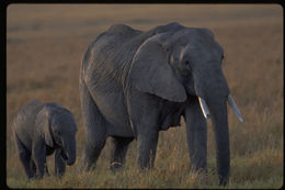 Image of African bush elephant