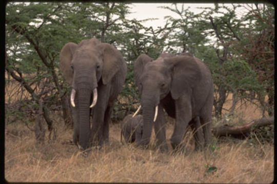 Image of African bush elephant