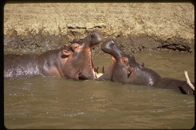 Image of Common Hippopotamus